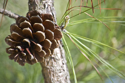loblolly pine