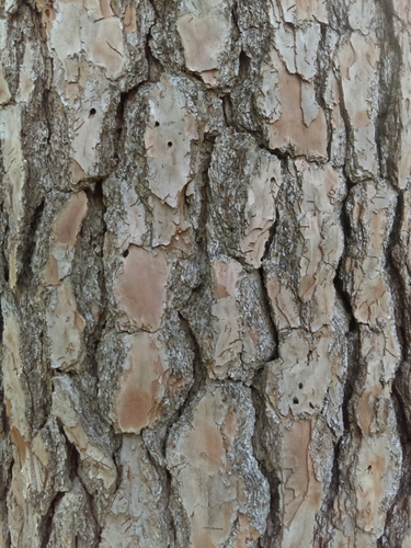 loblolly pine