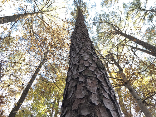 loblolly pine