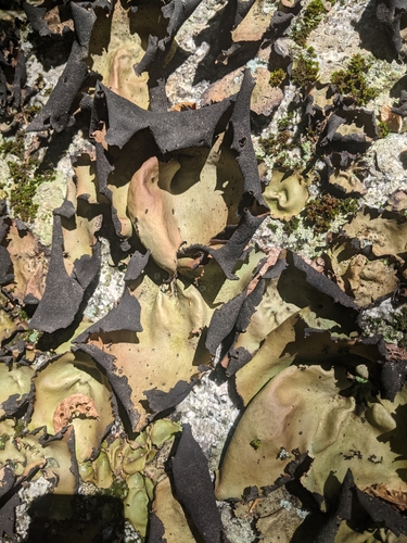 Smooth Rock Tripe