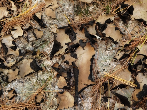 Smooth Rock Tripe