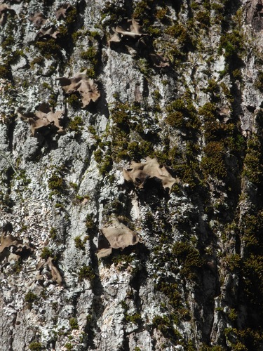 Smooth Rock Tripe
