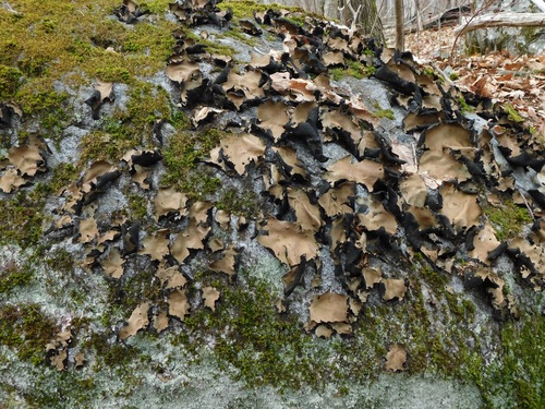 Smooth Rock Tripe