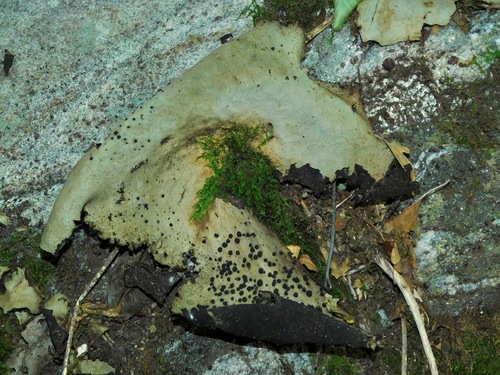 Smooth Rock Tripe