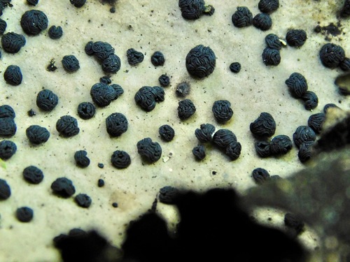 Smooth Rock Tripe