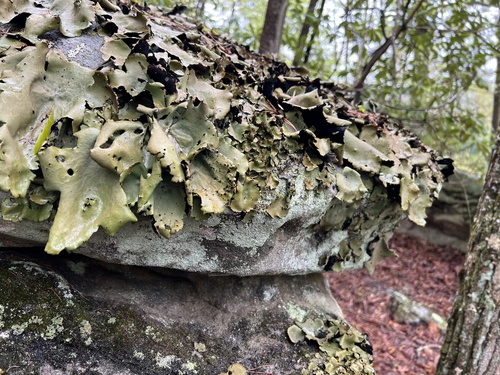 Smooth Rock Tripe