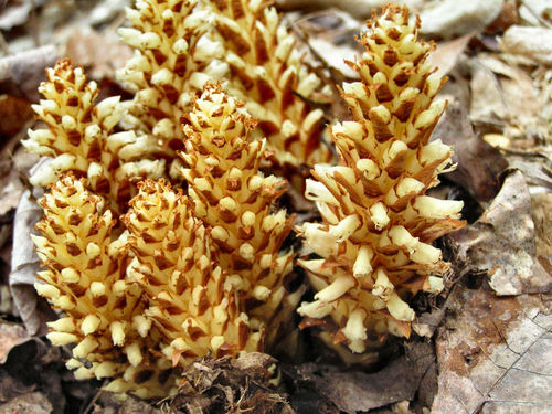 American cancer-root