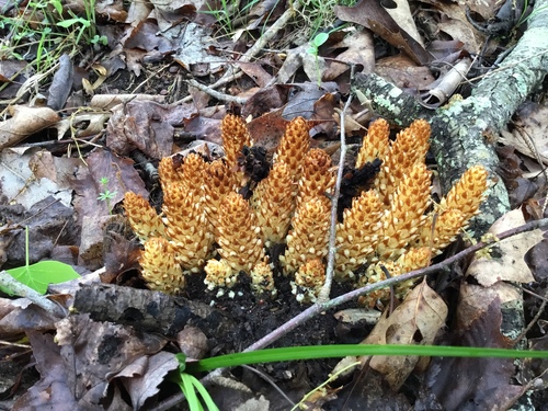 American cancer-root