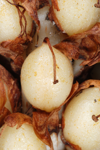 American cancer-root