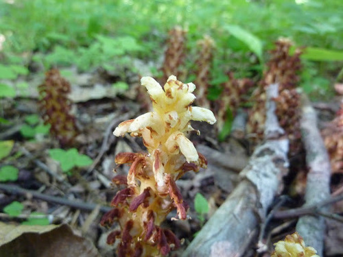 American cancer-root