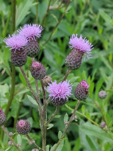 creeping thistle