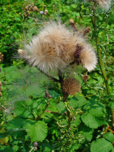 creeping thistle