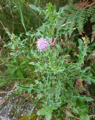 creeping thistle