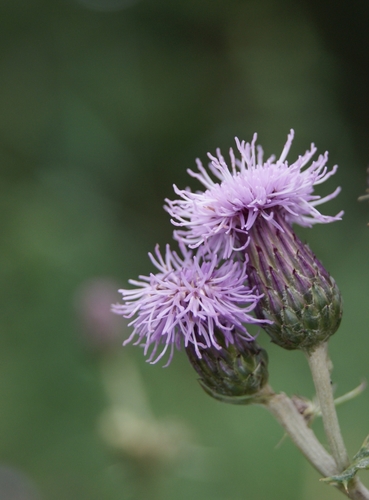 creeping thistle