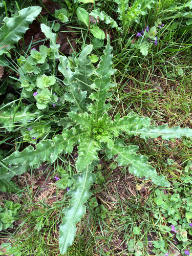 creeping thistle