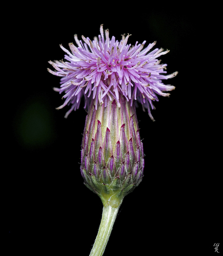 creeping thistle