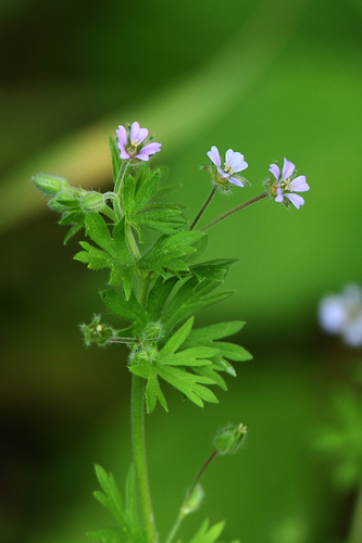 Small-flowered Crane's-bill