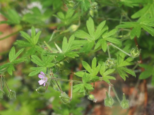 Small-flowered Crane's-bill