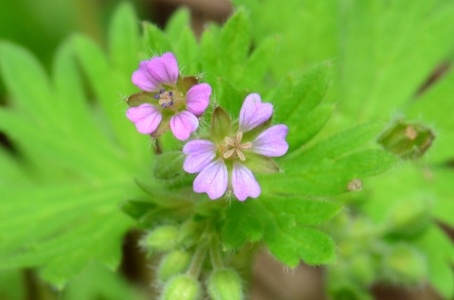 Small-flowered Crane's-bill