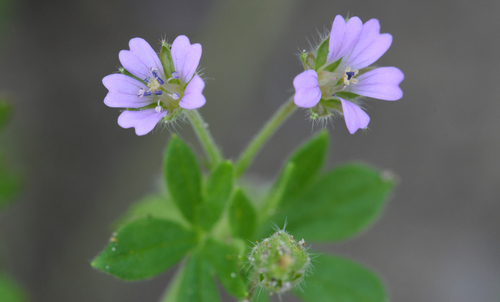 Small-flowered Crane's-bill