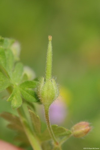 Small-flowered Crane's-bill