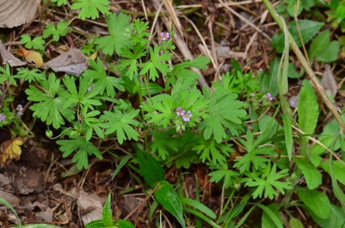 Small-flowered Crane's-bill