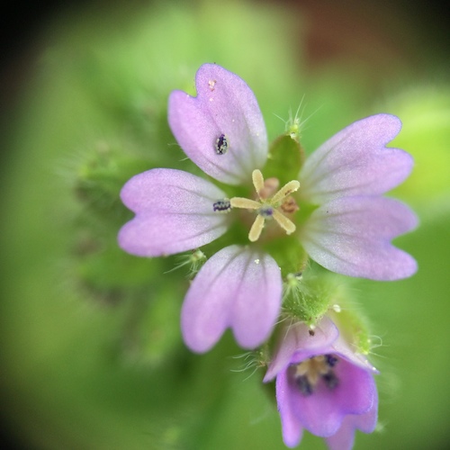 Small-flowered Crane's-bill