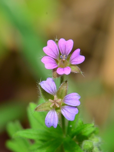Small-flowered Crane's-bill