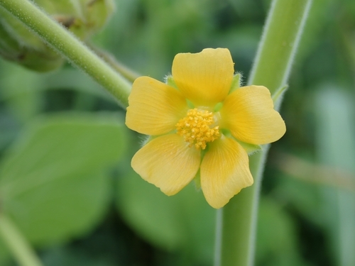 velvetleaf