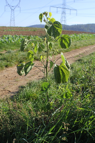 velvetleaf