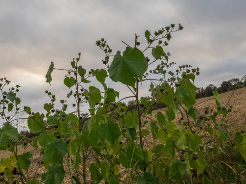 velvetleaf