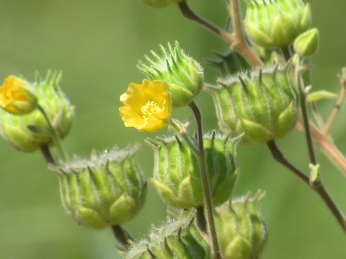 velvetleaf