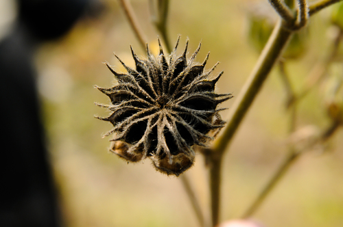 velvetleaf