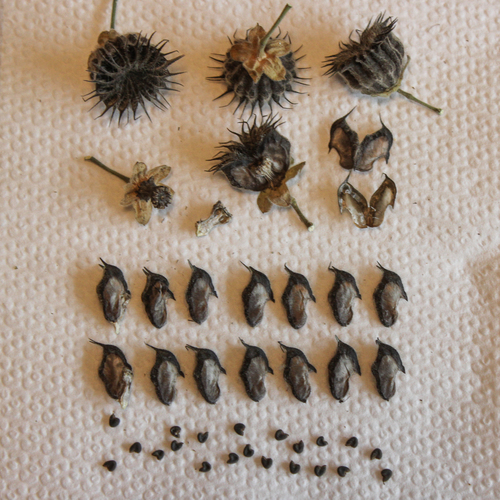 velvetleaf