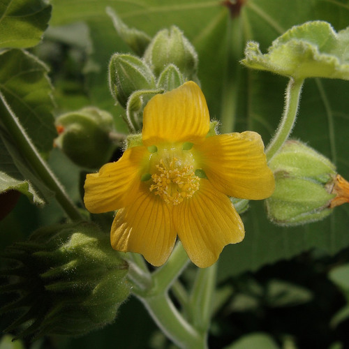 velvetleaf