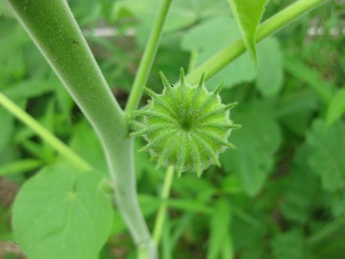 velvetleaf