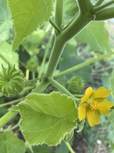 velvetleaf