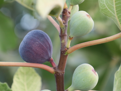 common fig