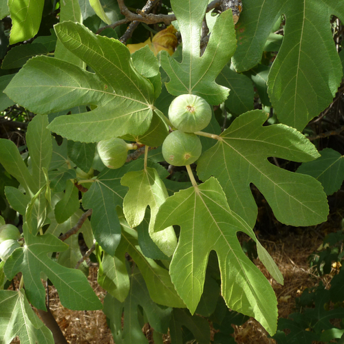 common fig