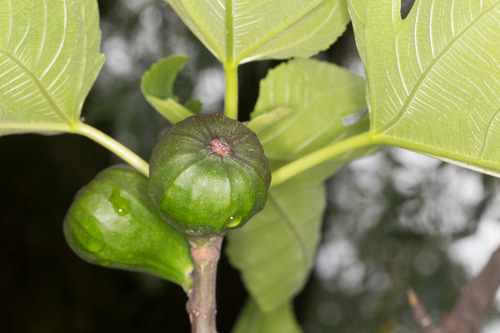 common fig
