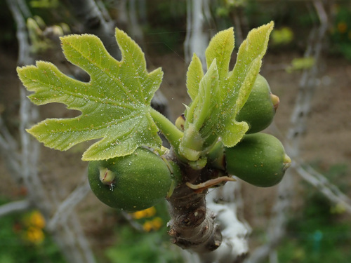 common fig
