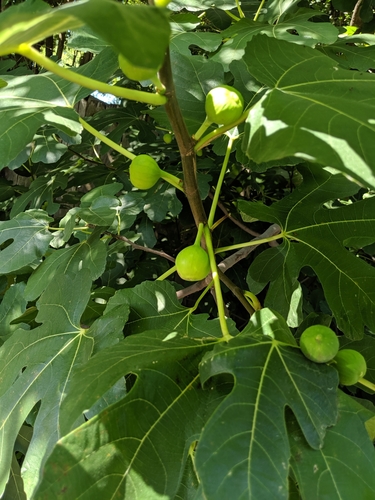 common fig