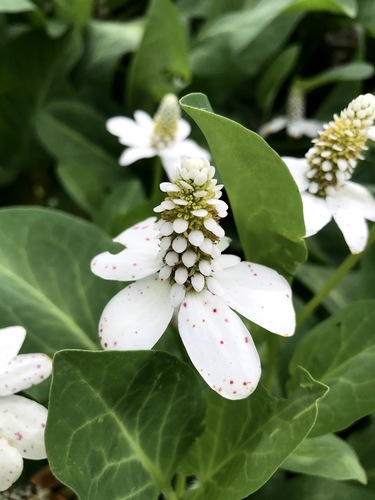 Yerba Mansa