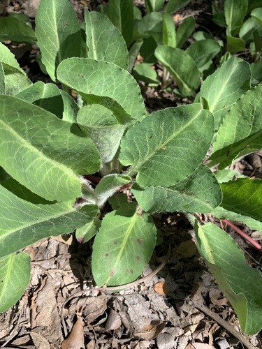 Yerba Mansa