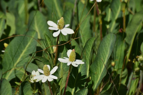 Yerba Mansa