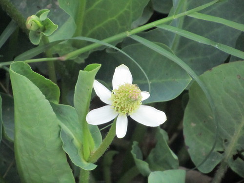 Yerba Mansa