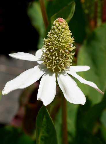 Yerba Mansa