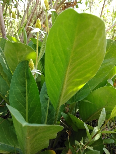 Yerba Mansa
