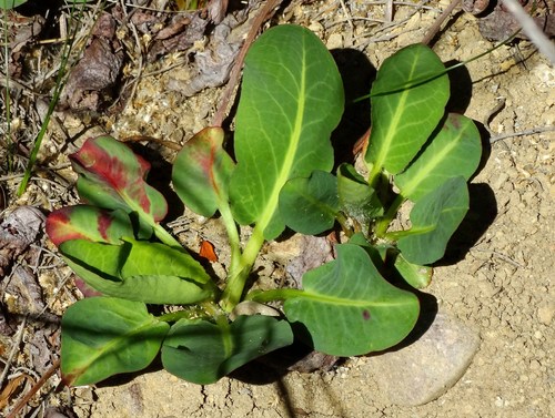 Yerba Mansa