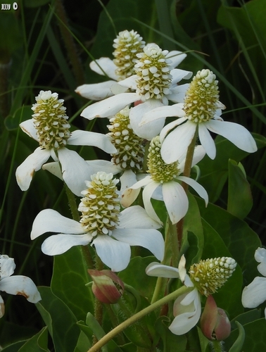 Yerba Mansa